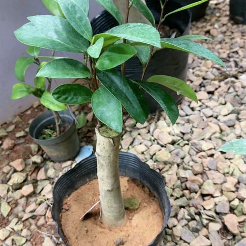 嫁接 黄妃 台湾品种
