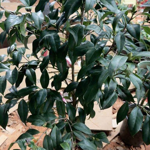 红玲珑 嫁接 接口全包 带花苞