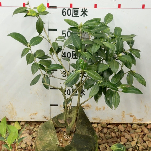 皇家天鹅绒 带花苞 高60 6年苗