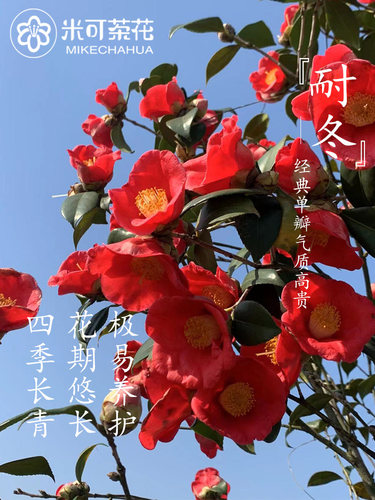 耐冬山茶花庭院耐寒原生大苗嫁接