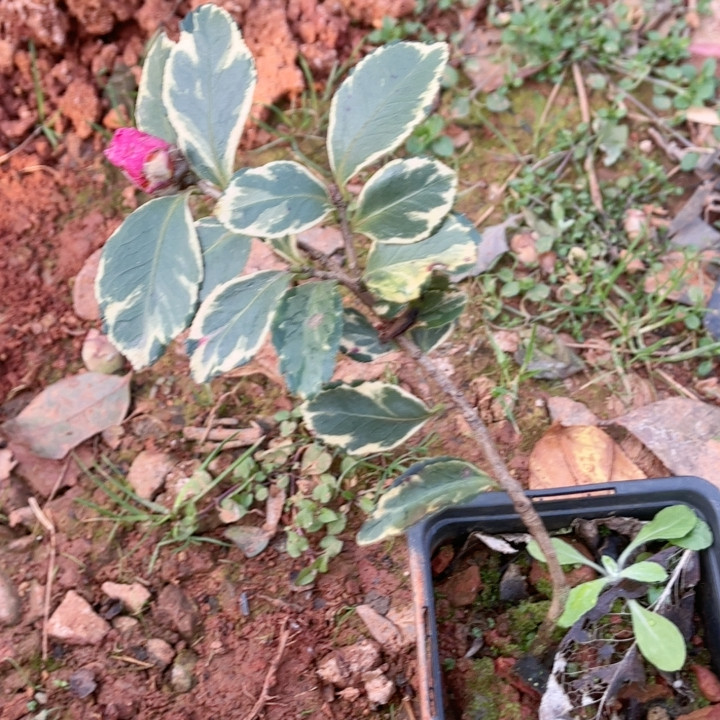 斑寒椿杯苗,鲜花速递/花卉仿真/绿植园艺,绿植,淘宝优惠券,粉丝福利购,淘宝优惠卷