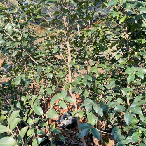 有希 茶梅 高1.3M 9年苗 带花苞
