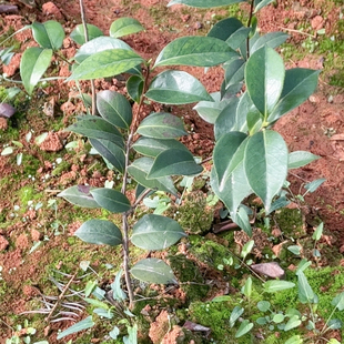 特白桥 土球发货 高50