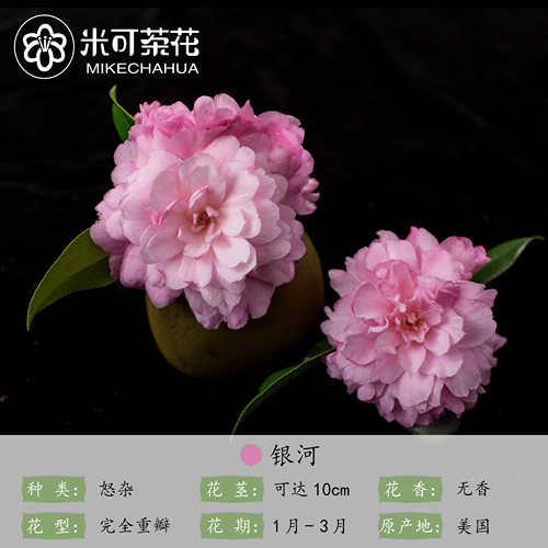 【金华目录二】2年原生苗 名贵稀缺品种山茶花盆栽新手好养团购