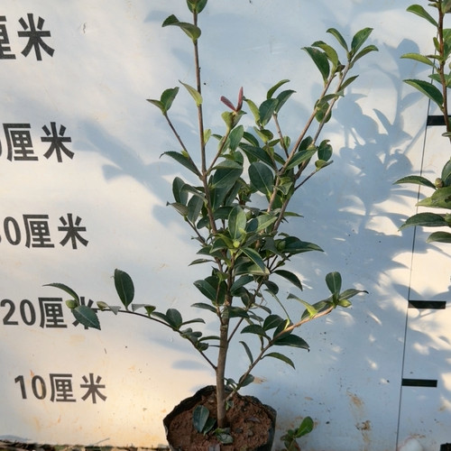 5个花苞 英八茶梅 带花苞 3年苗