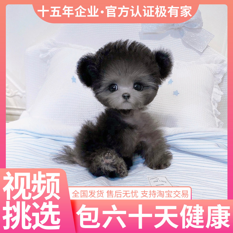 飞耳茶杯灰泰迪纯种红泰迪幼犬贵宾犬长不大宠物狗狗活幼体小型犬