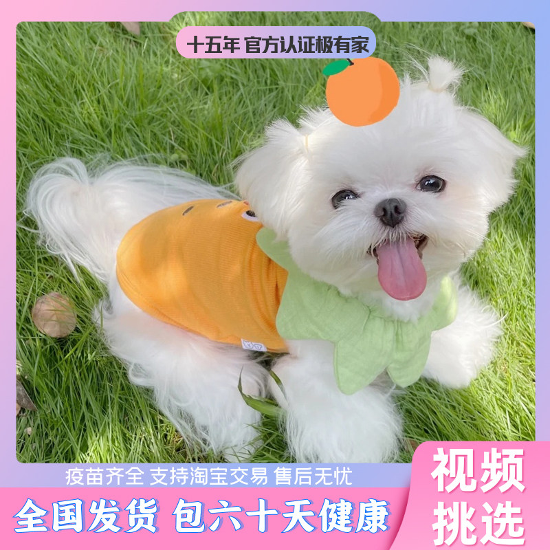 马尔济斯犬纯种双血统韩系小体超小幼犬茶杯犬西施犬玛尔济斯小马