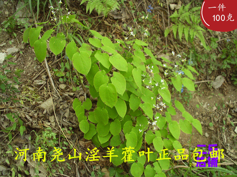 中药材淫羊藿叶仙灵脾三枝九叶草