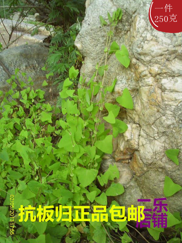中药材新鲜扛板归整株切断晒干蛇倒退犁头刺河白草蚂蚱筋新货包邮