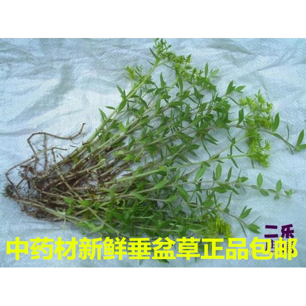 中药材新鲜垂盆草正品整株狗牙半支石指甲瓜子草养鸡草现采包邮