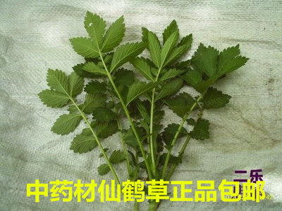 中药材仙鹤草狼牙草脱力草鹤草芽