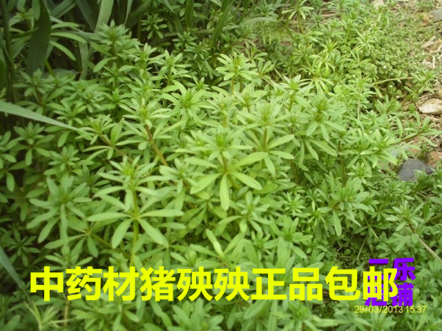 中药材猪殃殃拉拉藤细叶茜草新货