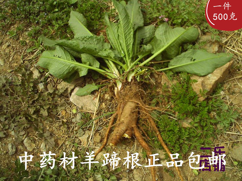 河南中药材羊蹄根切片野菠菜包邮