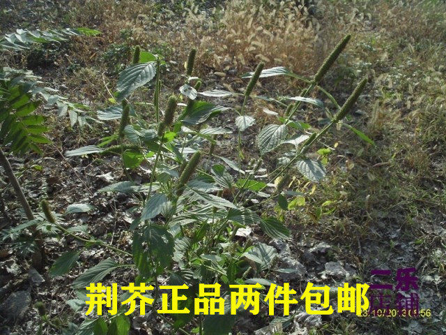 中药材香荆芥线芥四愣杆蒿正品