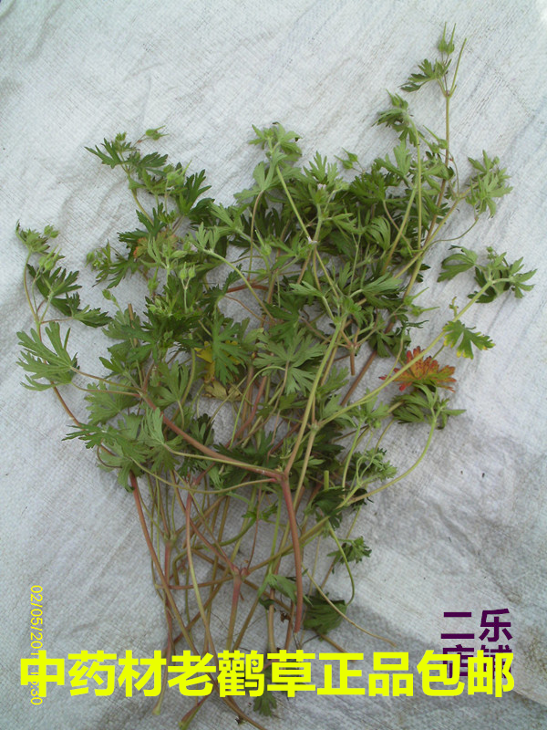 中药材老鹳草整株老牛筋老鸦嘴