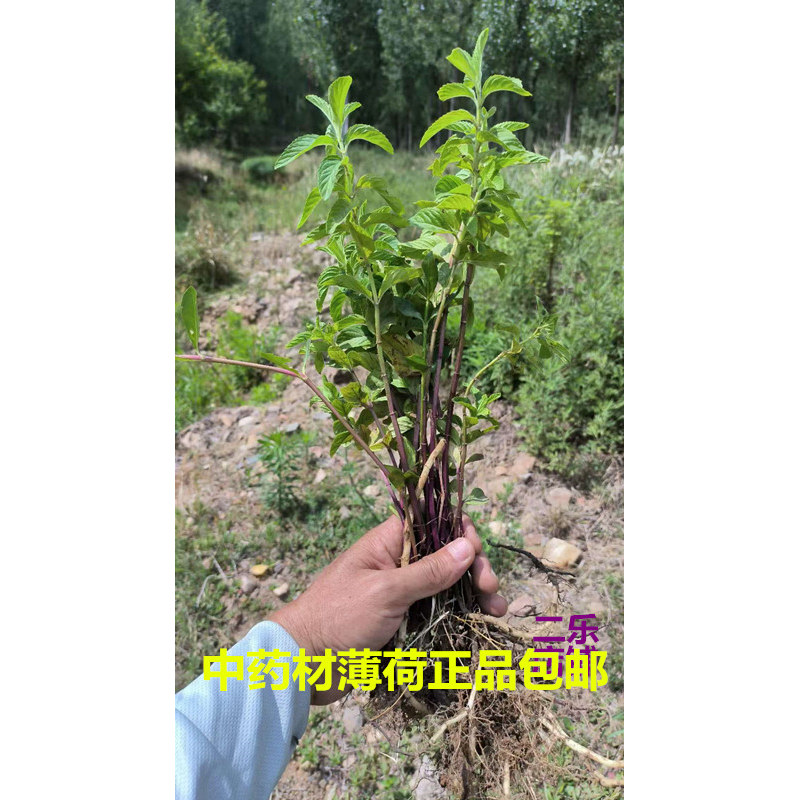 河南尧山中药材薄荷见肿消接骨草