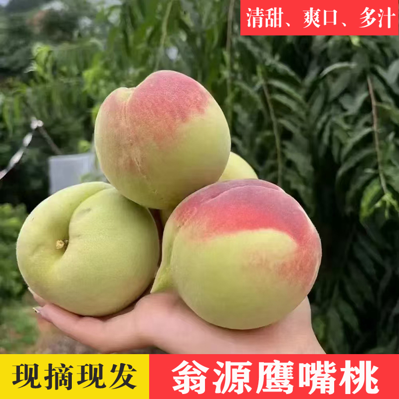 翁源鹰嘴桃新鲜现摘蜜桃