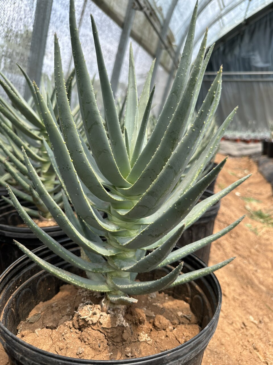 稀有进口二岐芦荟a. dichotoma masson多肉植物