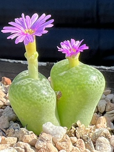 肉锥花属拉登少将灯泡毛杂红嘴勋章安贞小型迷你趣味稀有多肉植物