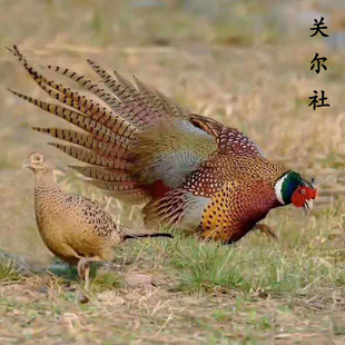 【七彩山鸡蛋】七彩山鸡蛋散养新鲜野鸡蛋雉鸡蛋散养鸡蛋