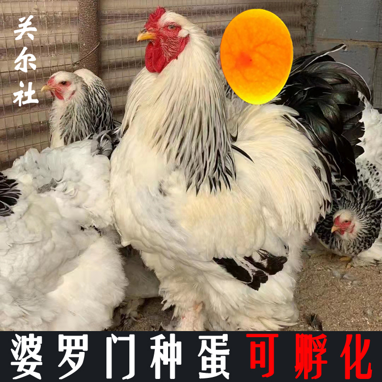 [1枚]婆罗门鸡种蛋可孵化巨型梵天鸡受精蛋特禽宠物鸡蛋10枚包邮