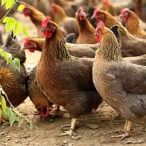 【清远鸡蛋】广东清远麻鸡蛋黄脚麻羽土鸡蛋广东名鸡散养鸡蛋