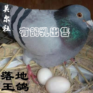 【落地王鸽蛋】落地王肉鸽灰羽银王白羽王鸽子大体肉鸽子蛋