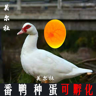 番鸭种蛋可孵化火鸭苗大种番鸭美洲雁白番西洋鸭受精蛋