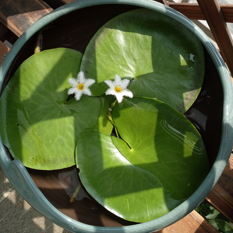 一叶莲水培植物花卉和鱼共养水生植物鱼缸绿植浮萍室内带花苞睡莲-封面