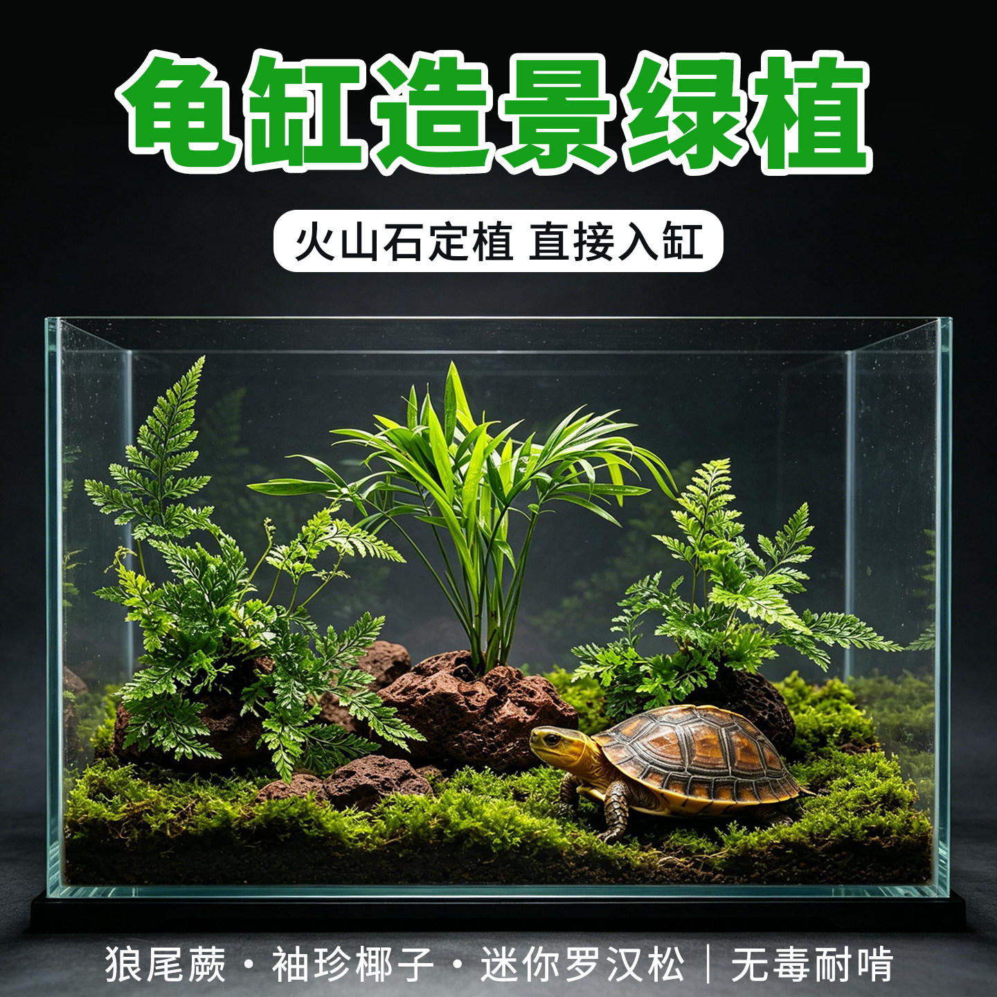 乌龟缸造景水草水菖蒲火山石定植黄缘龟半水龟饲养箱净水绿植装饰图片