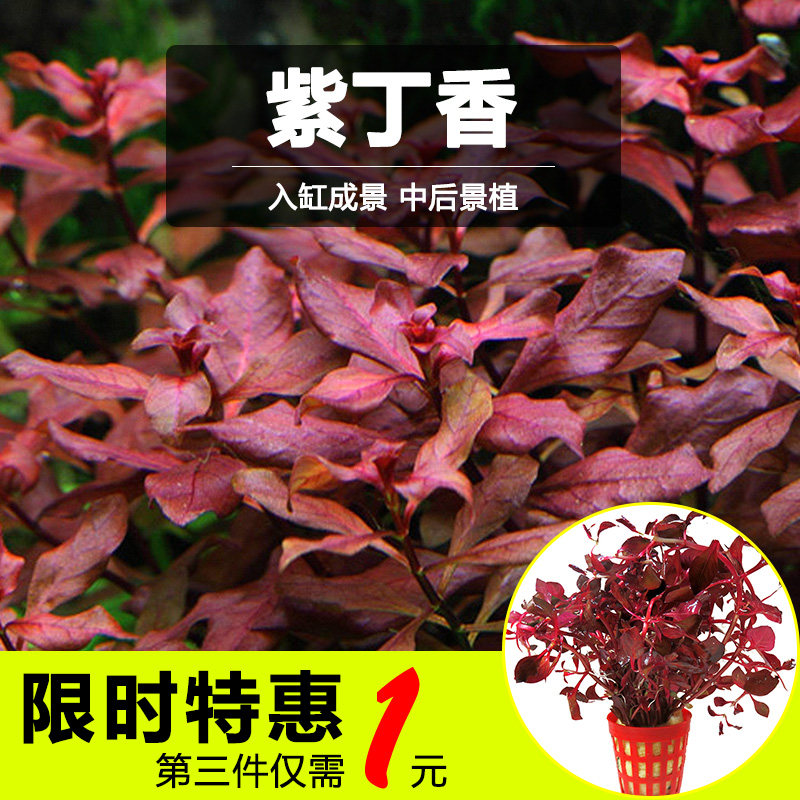 鱼缸水草紫丁香紫红丁香新手草缸造景装饰真水草中后景有茎类水草,宠物/宠物食品及用品,水草,淘宝优惠券,粉丝福利购,淘宝优惠卷