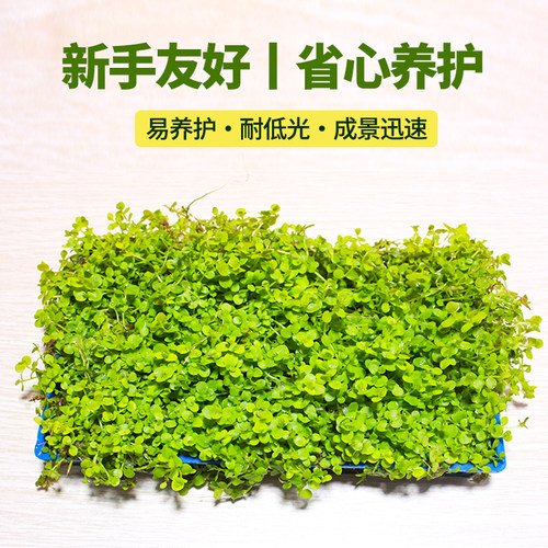 爬地矮珍珠水草生态造景无菌杯