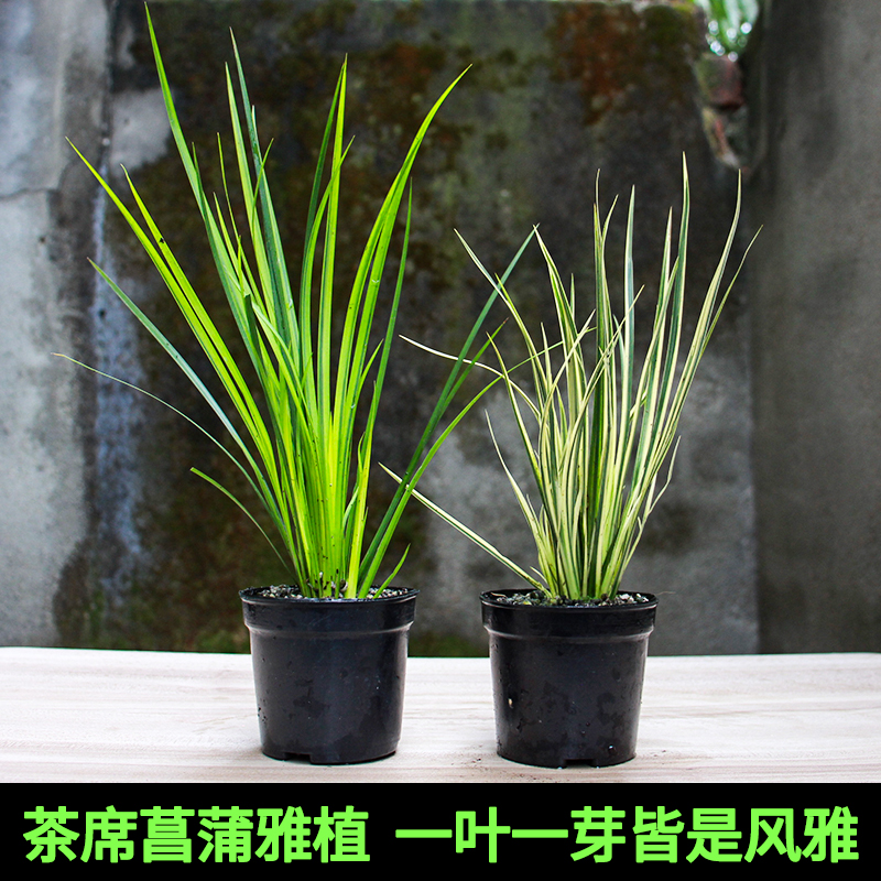 金钱菖蒲草盆景虎须微型盆景附石