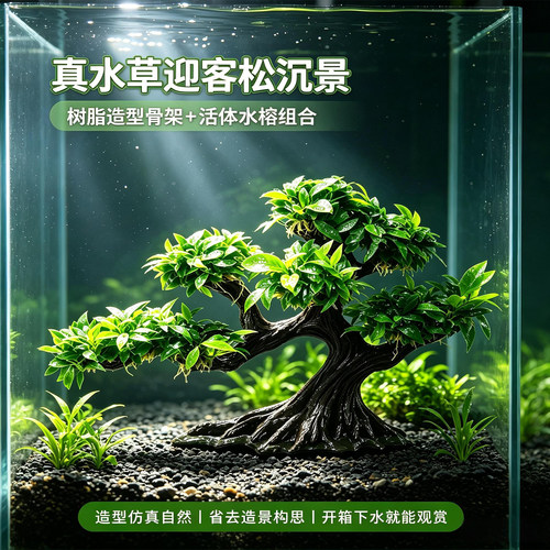 大鱼缸水榕树迎客松沉木成品大叶水榕类水草淡水好养观赏水草植物