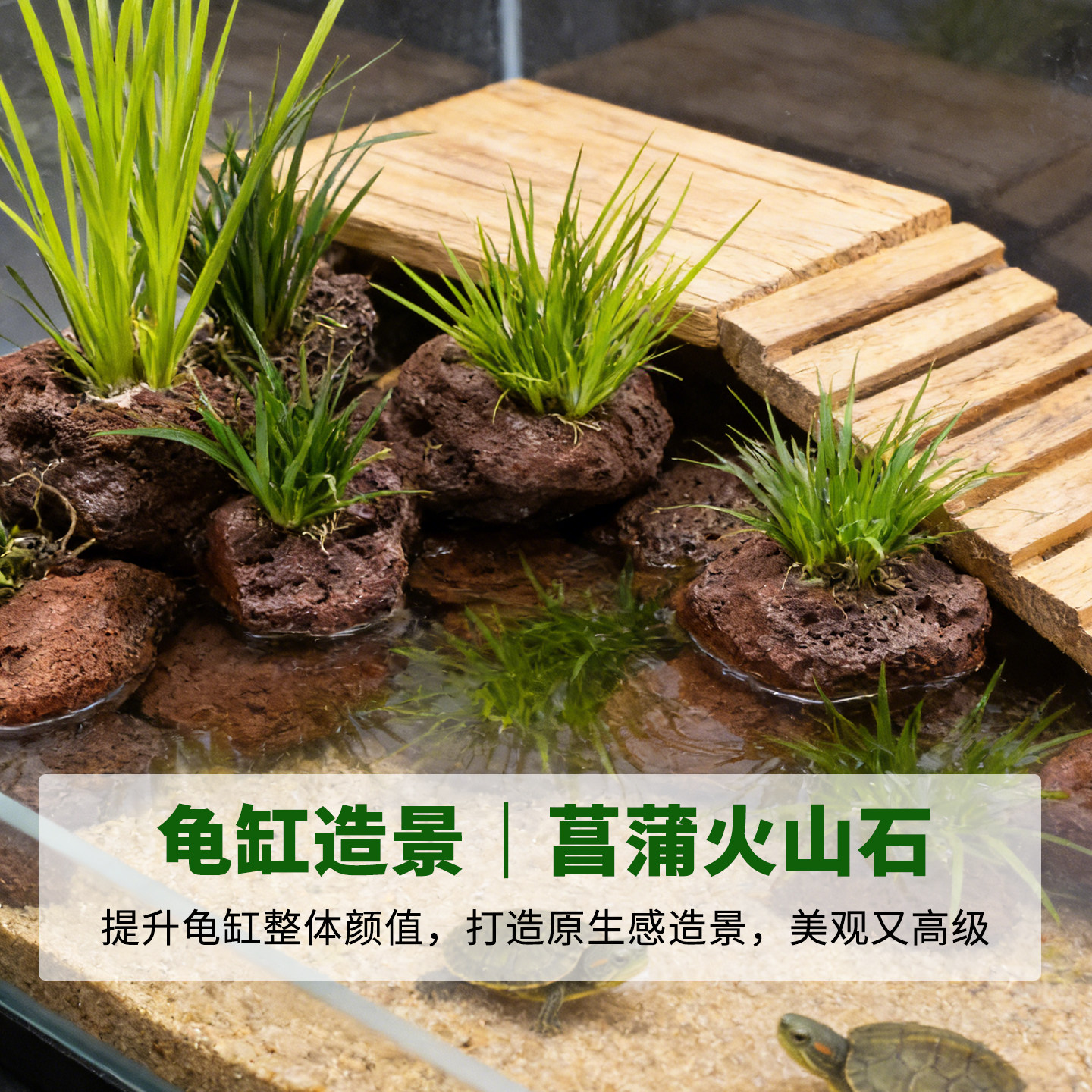 乌龟缸专用菖蒲火山石水草活体图片