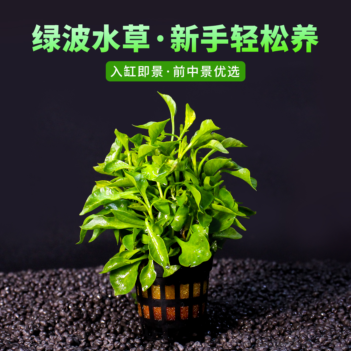 鱼缸造景增氧水草绿波淡水四季前景植物绿植中前景懒人好养装饰草