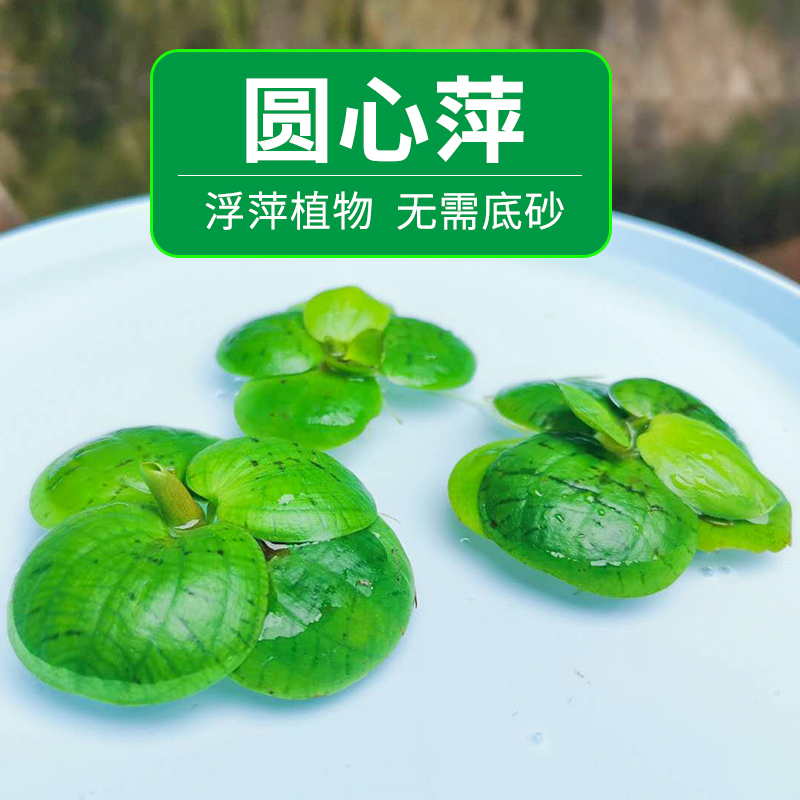 浮萍水草植物鱼草缸圆心萍一叶莲