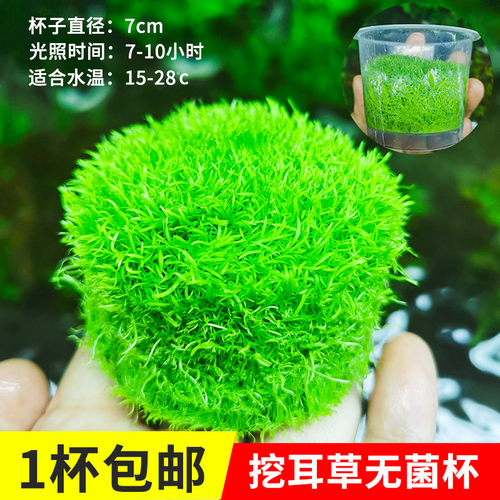 无菌水草杯挖耳草水下叶鱼缸造景