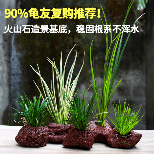 乌龟水草造景菖蒲火山石定植俯石