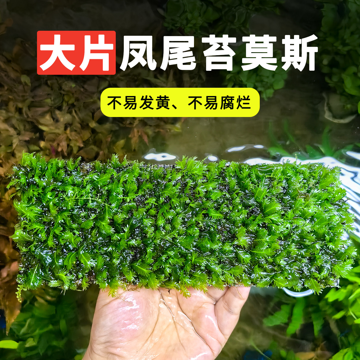 鱼缸造景植物大片凤尾苔莫斯水草新手易养沉水型淡水绿植耐阴蕨类