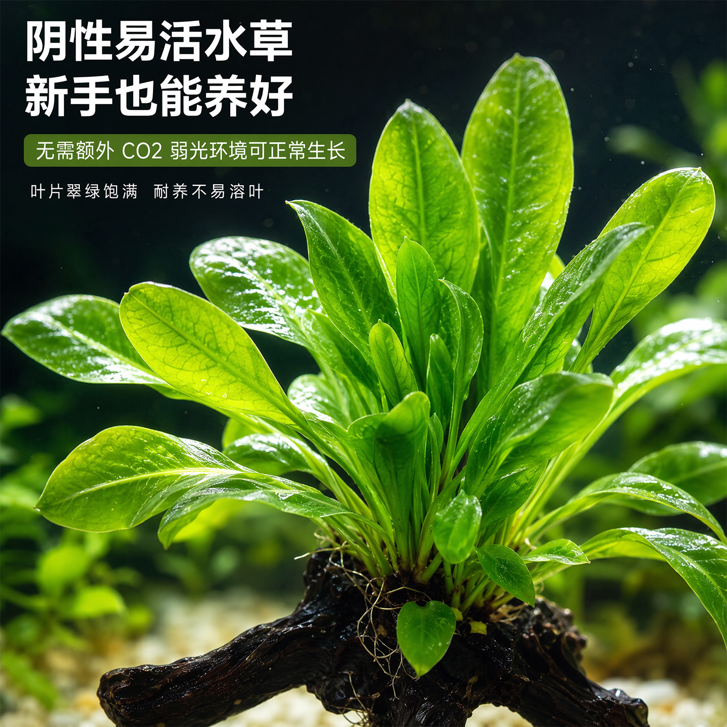 翡翠皇冠沉木水草成品古法生态鱼缸布景免泡直接入缸观赏水草摆件