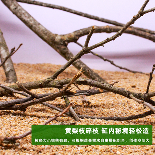 南美缸造景沉木枝条黄梨枝细枝原生缸底床修饰点缀装饰天然小树根