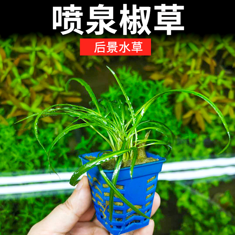 喷泉椒草缎带鱼缸后景植物阴性
