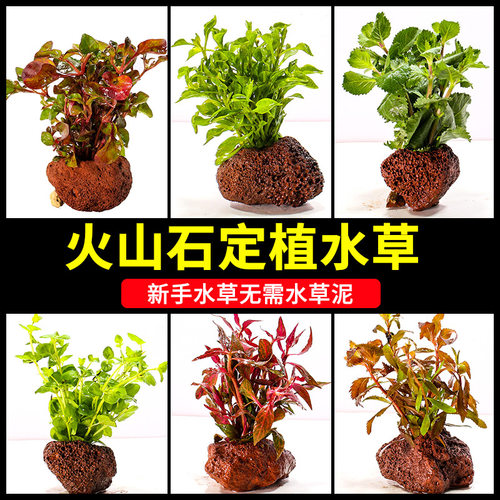 火山石水草新手鱼缸造景植物真草