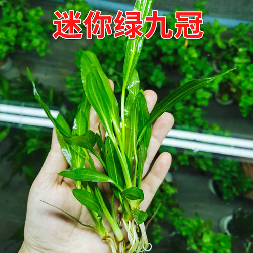 水草迷你绿九冠植物无需二氧化碳
