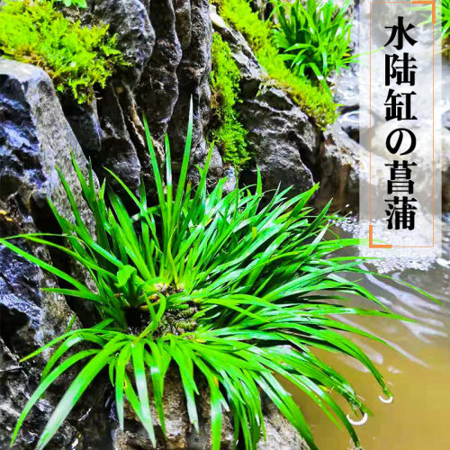 水陆缸小菖蒲配石青龙水草雨林缸
