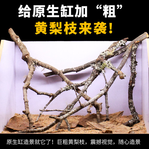 黄梨枝造景天然南美缸爬宠缸枯木