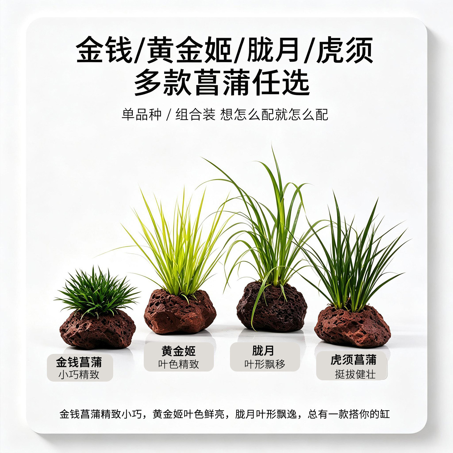 水培菖蒲火山石定植龟缸生态植物乌龟缸造景净化水质水生绿植摆件