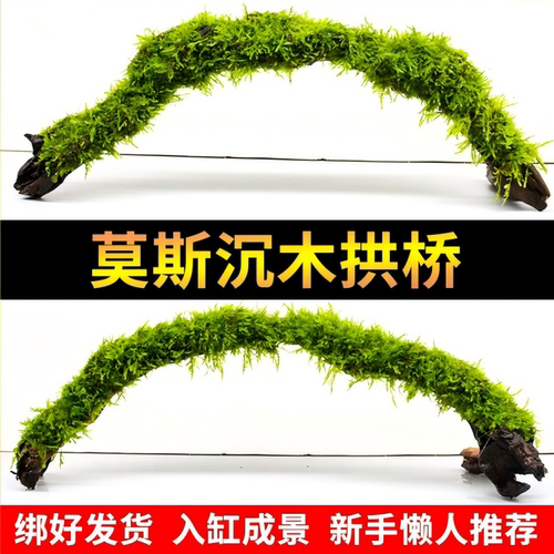 莫斯水草沉木拱桥鱼缸造景水草
