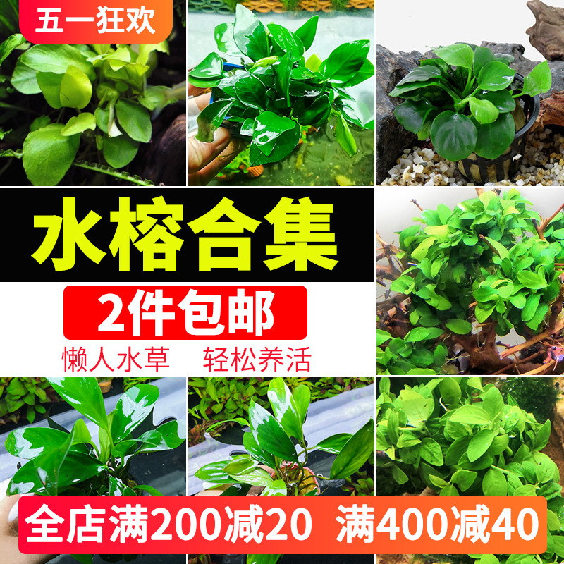 鱼缸懒人造景阴性水草金钱丹麦大叶黄金小型迷你水榕沉木新手植物-封面